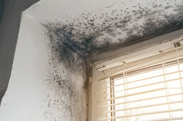 Affordable Crawl Space Mold Remediation solutions in Honor, MI