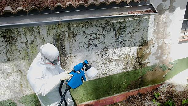 Top rated local Crawl Space Mold Remediation specialists in Honor, MI